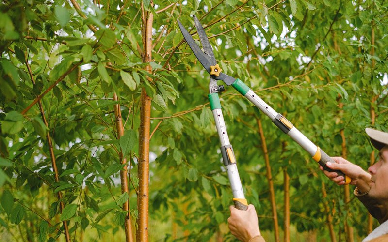 Tree trimming in Oakpark, VA